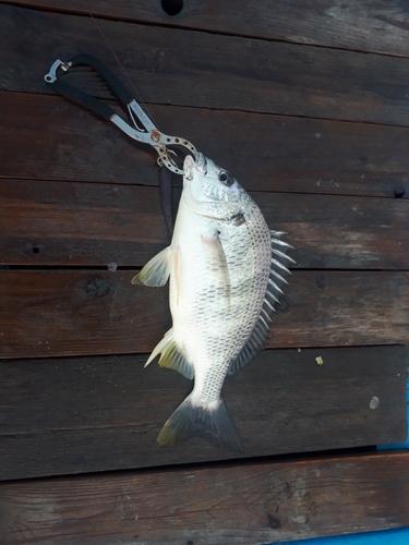 キビレの釣果