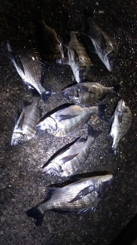 クロダイの釣果