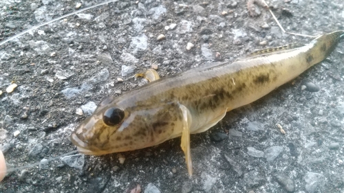 マハゼの釣果