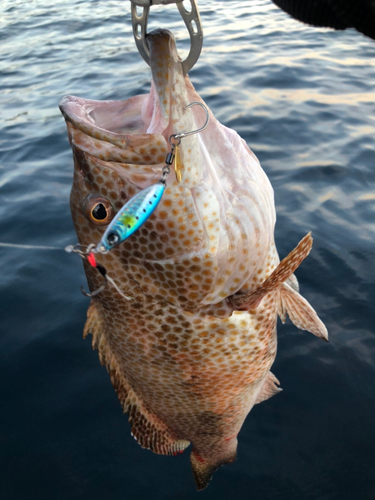 オオモンハタの釣果