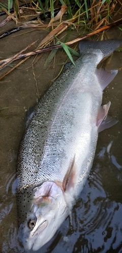 ニジマスの釣果