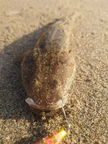 マゴチの釣果