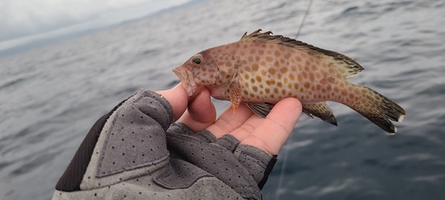 オオモンハタの釣果