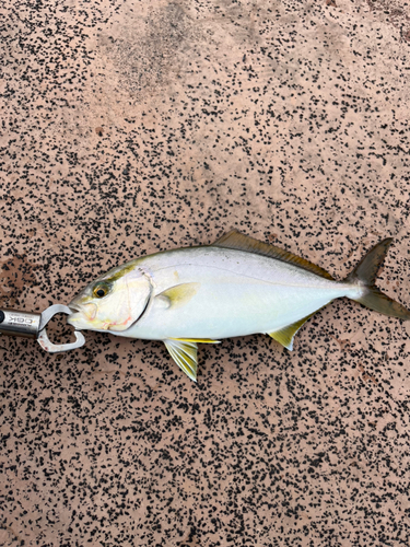 ショゴの釣果