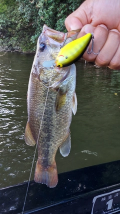 ラージマウスバスの釣果