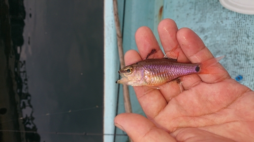 釣果