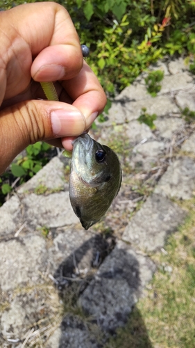 ブルーギルの釣果