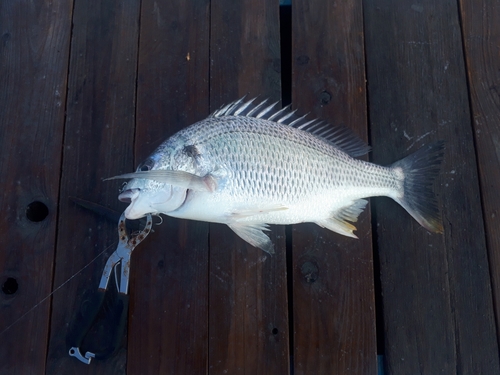 キビレの釣果