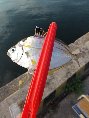 ヒイラギの釣果