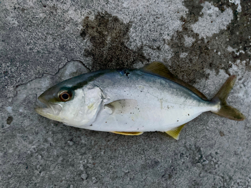 カンパチの釣果