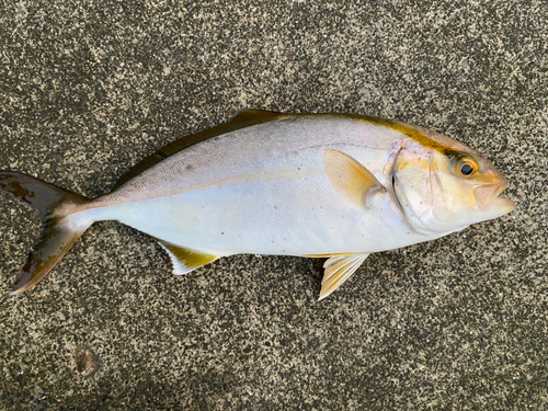 ショゴの釣果