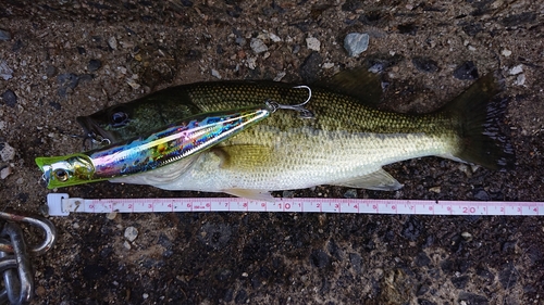 ブラックバスの釣果