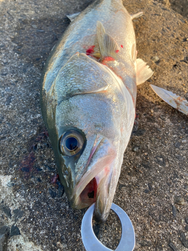 フッコ（マルスズキ）の釣果