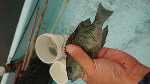 グレの釣果