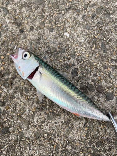 サバの釣果