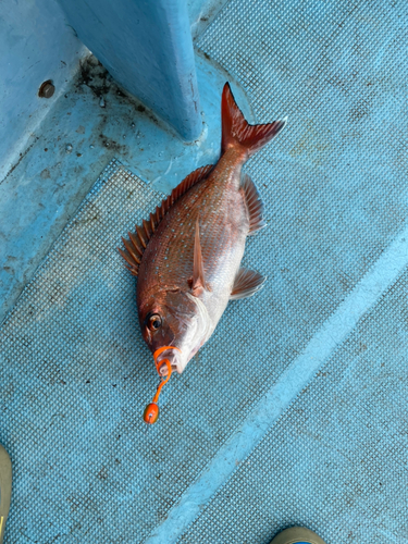 マダイの釣果