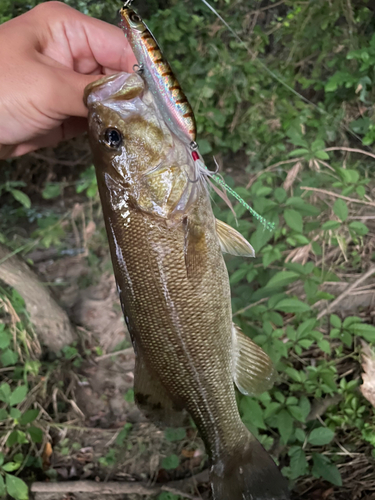 スモールマウスバスの釣果