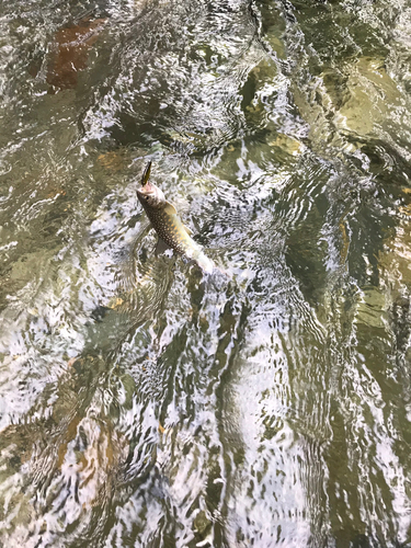 イワナの釣果