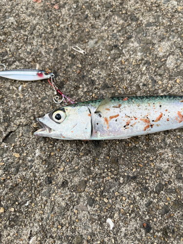 サバの釣果