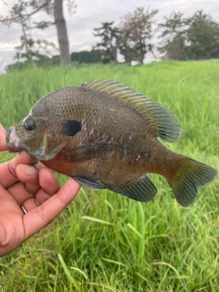 ブルーギルの釣果