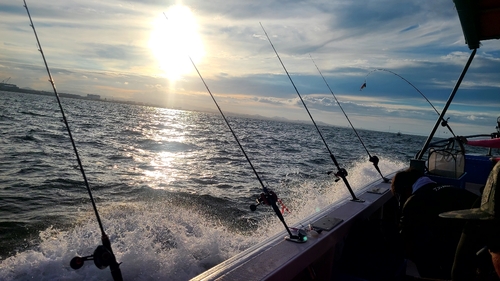 マダコの釣果