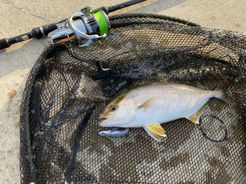 ショゴの釣果