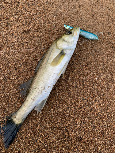 セイゴ（マルスズキ）の釣果