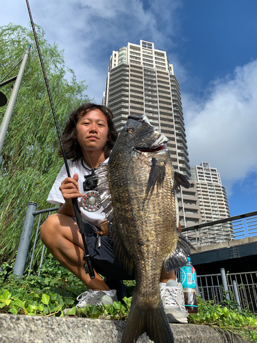 チヌの釣果