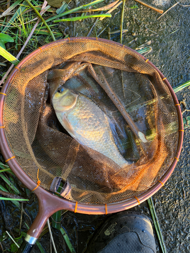 フナの釣果