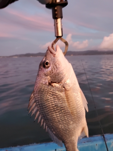 キビレの釣果