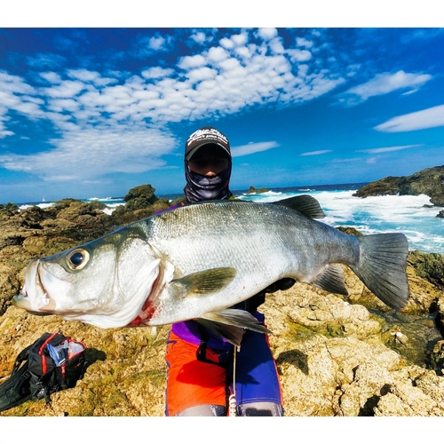 ヒラスズキの釣果