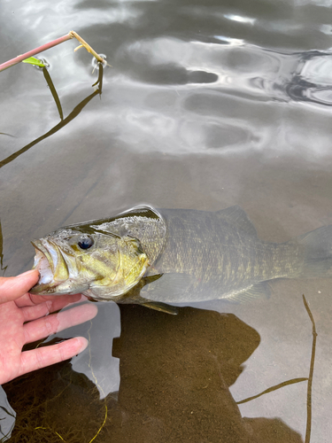 スモールマウスバスの釣果