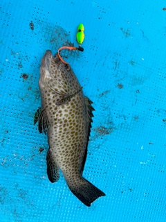 オオモンハタの釣果