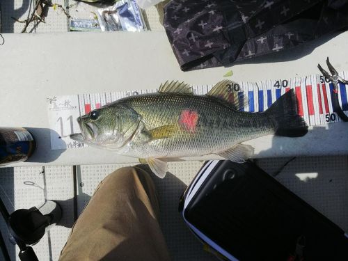 ブラックバスの釣果