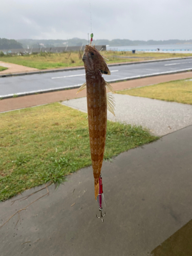 エソの釣果