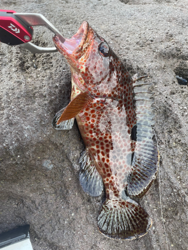 オオモンハタの釣果