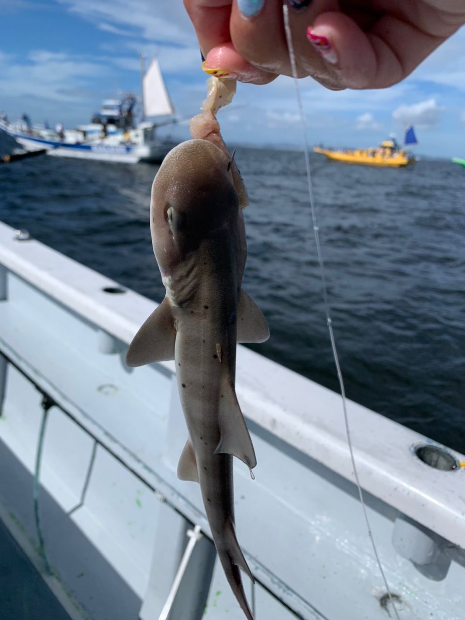 Callyさんの釣果 2枚目の画像