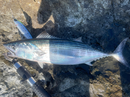 ハガツオの釣果