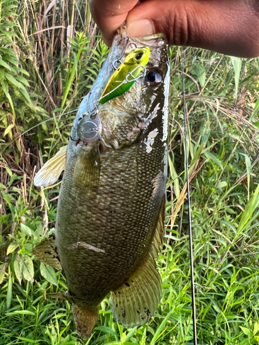 スモールマウスバスの釣果