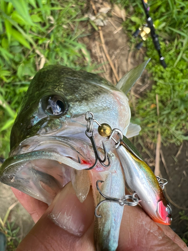 ラージマウスバスの釣果