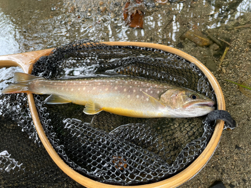 イワナの釣果