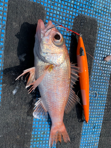 アカムツの釣果