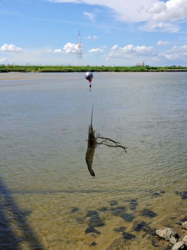 テナガエビの釣果