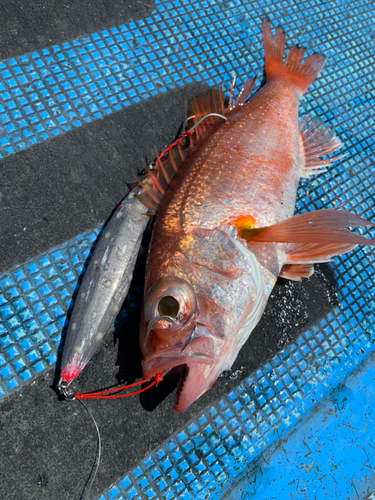 アカムツの釣果