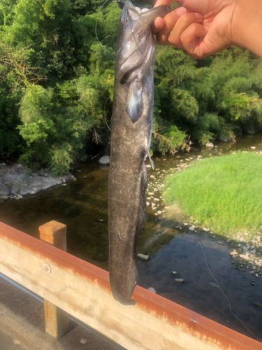 マナマズの釣果