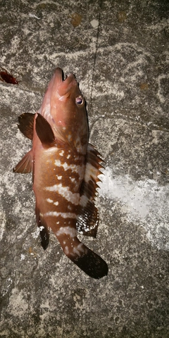 アコウの釣果