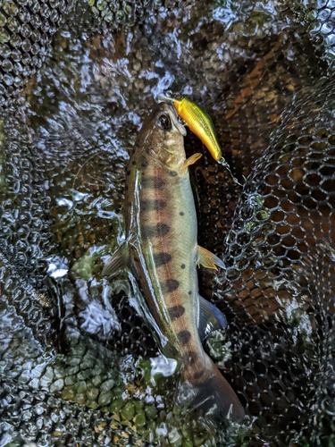 ヤマメの釣果