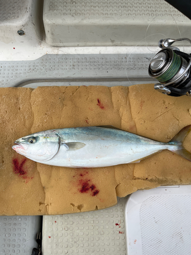 ツバスの釣果