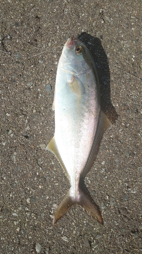 カンパチの釣果