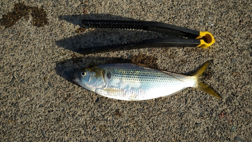 コノシロの釣果